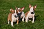 Bull Terriër pups te koop, Bull Terriër, Rabiës (hondsdolheid), 15 weken tot 1 jaar, Buitenland