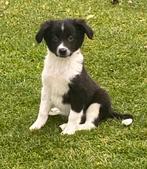 Bijzonder mooie  BORDER COLLIE x FRIESE STABIJ pups, Dieren en Toebehoren, Nederland, CDV (hondenziekte), 8 tot 15 weken, Meerdere