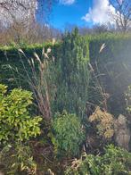 Verschillende tuinplanten te koop, Tuin en Terras, Ophalen, Vaste plant, Overige soorten, Volle zon