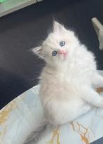Kerkdriel, Dieren en Toebehoren, Katten en Kittens | Raskatten | Langhaar, Kater, Ingeënt, 0 tot 2 jaar