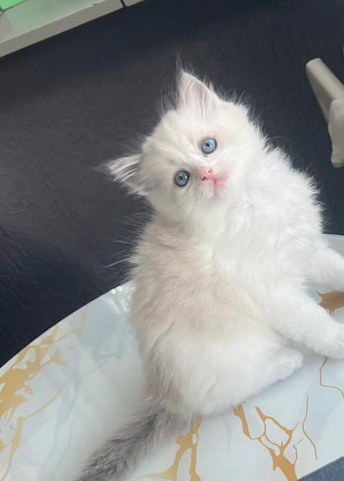 Kerkdriel, Dieren en Toebehoren, Katten en Kittens | Raskatten | Langhaar, Kater, 0 tot 2 jaar, Ingeënt
