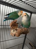 papegaaien hantam yellowface zeldzame 4 stuks met kooi erbij, Dieren en Toebehoren, Vogels | Parkieten en Papegaaien, Meerdere dieren