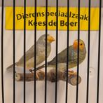Koppel binsen astrilde oranje, Dieren en Toebehoren, Meerdere dieren, Geringd
