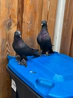 Takla, Dieren en Toebehoren, Vogels | Duiven