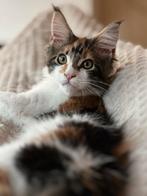 Maine Coon kittens, Dieren en Toebehoren, Katten en Kittens | Raskatten | Langhaar, Meerdere dieren, Gechipt, 0 tot 2 jaar
