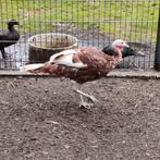 Kalkoenhaan., Dieren en Toebehoren, Pluimvee, Mannelijk, Kalkoen