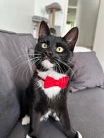 Europese korthaar kater 2jaar, Dieren en Toebehoren, Katten en Kittens | Overige Katten, Kater