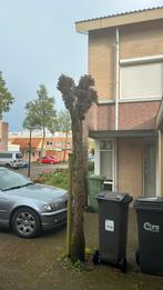 Catalpa 2x boom, Tuin en Terras, Planten | Bomen, Volle zon, Bolboom, Ophalen, 100 tot 250 cm