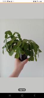 Kerstcactus met glazen pot, Huis en Inrichting, Ophalen, Overige soorten, Minder dan 100 cm