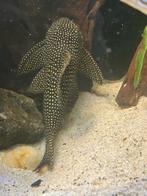 L048 Golden Cloud Pleco SCOBIANCISTRUS CF. PARIOLISPOS, Dieren en Toebehoren, Vissen | Aquariumvissen, Vis
