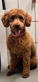 F1b Mini doodle, Dieren en Toebehoren, Honden | Chihuahua's en Gezelschapshonden, 15 weken tot 1 jaar, Overige rassen, Teef, Eén hond