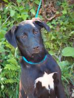 Kruising labrador zoekt huisje in Nederland, Dieren en Toebehoren, Honden | Niet-rashonden, Particulier, Rabiës (hondsdolheid)