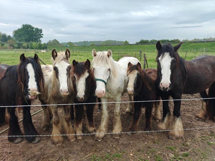 Tinker / Irish cob pony's, Dieren en Toebehoren, Pony's, Meerdere dieren, Onbeleerd, Recreatiepony, 3 tot 6 jaar, Met stamboom