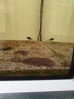 Ancistrus algeneter, Dieren en Toebehoren, Vissen | Aquariumvissen, Vis