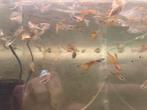Endler guppen man en vrouw 2,- p stuk!, Dieren en Toebehoren, Vissen | Aquariumvissen, Vis