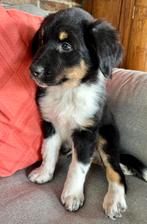 Aussiedoodle reutje, Reu, CDV (hondenziekte), 8 tot 15 weken, Groot