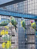 Pruimkop parkiet pruimenkop parkieten, Dieren en Toebehoren, Vogels | Parkieten en Papegaaien