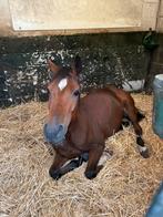 Verzorger aangeboden!!, Ophalen