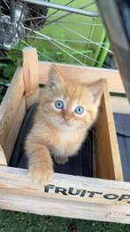 Kitten, Ophalen of Verzenden