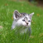 Lieve kittens, Meerdere dieren, Kortharig, 0 tot 2 jaar