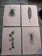 A4 Posters: Planten en Insecten - Set of Los, Ophalen of Verzenden, Zo goed als nieuw, Overige materialen, Minder dan 50 cm