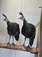 Pauw, Dieren en Toebehoren, Pluimvee