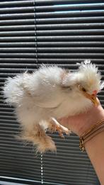 USA zijdehoen te koop, Dieren en Toebehoren, Ophalen