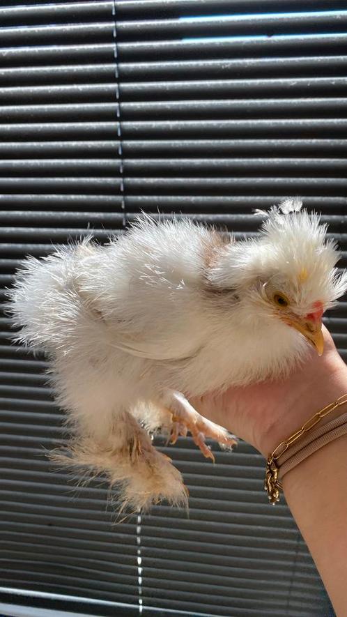 USA zijdehoen te koop, Dieren en Toebehoren, Pluimvee | Toebehoren, Ophalen