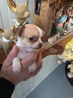 Prachtige raszuivere chihuahua pup reutje, Dieren en Toebehoren, Honden | Chihuahua's en Gezelschapshonden, CDV (hondenziekte)