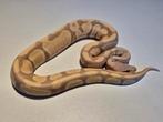 0.1 candy het pied ball python, Slang, 0 tot 2 jaar