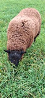 Bonten ram, Dieren en Toebehoren, Schapen, Geiten en Varkens, Mannelijk, Schaap