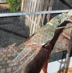 Kakarikis te koop geringd en van 2025, Dieren en Toebehoren, Vogels | Overige Vogels, Meerdere dieren, Geringd