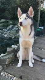 Husky teefje, Dieren en Toebehoren, 1 tot 2 jaar, Teef, Poolhond, CDV (hondenziekte)