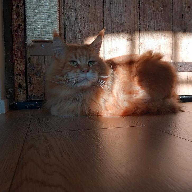 Mainecoon, Dieren en Toebehoren, Katten en Kittens | Raskatten | Langhaar, Kater, 6 jaar of ouder