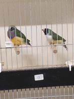 Koppel gouldamadines, Dieren en Toebehoren, Vogels | Overige Vogels, Meerdere dieren