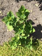 Gezocht: Hortensia’s (potformaat), Ophalen of Verzenden, Overige soorten, Halfschaduw