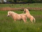 Welsh A merries en hengst, bruin en palomino., Dieren en Toebehoren, Merrie, Gechipt, 7 tot 10 jaar