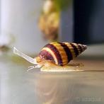 Anatome Helena (slak etende slak), Dieren en Toebehoren, Vissen | Aquariumvissen, Slak of Weekdier
