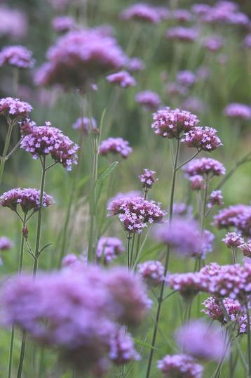 Bio Zaden Stijf ijzerhard - Verbena bonariensis