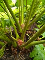 Gunnera Manicata, Tuin en Terras, Planten | Tuinplanten, Ophalen, Zomer, Overige soorten, Volle zon