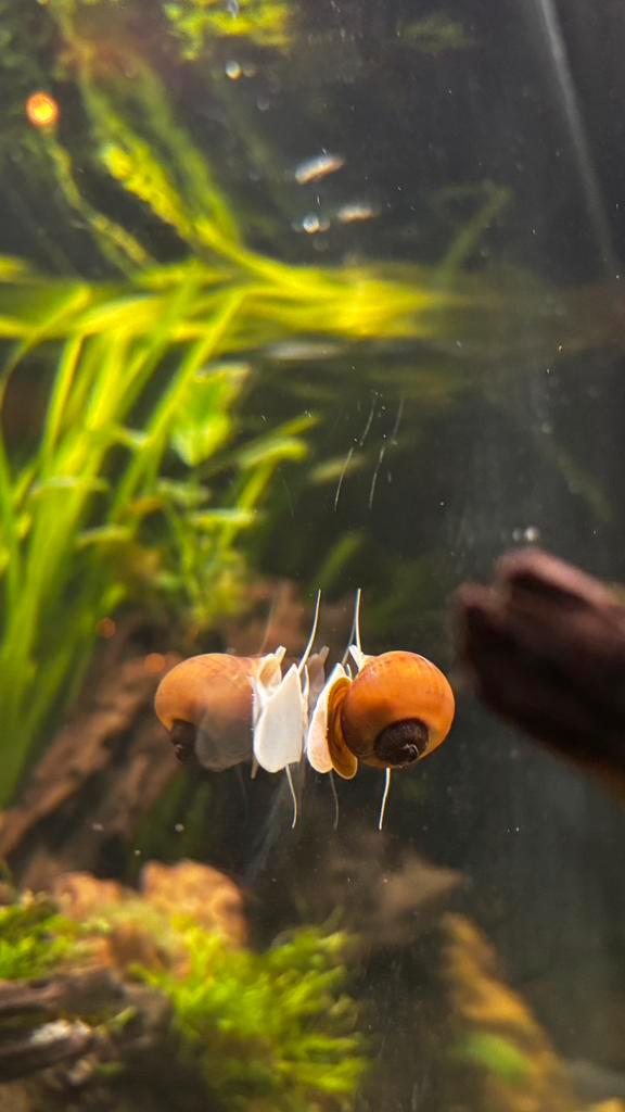 Apelslakken, Dieren en Toebehoren, Vissen | Aquariumvissen, Vis