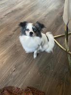 Lief hondje, Overige rassen, 1 tot 2 jaar, Teef, Eén hond