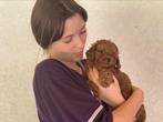Rode Toy/Dwergpoedel pups met stamboom., CDV (hondenziekte), Meerdere, 8 tot 15 weken, Meerdere dieren