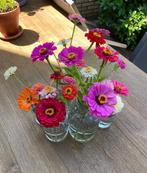 Zinnia dahlia mix zaden, Ophalen of Verzenden, Volle zon