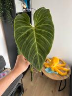 Philodendron Splendid stek 1, Huis en Inrichting, Kamerplanten, Ophalen