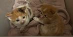 Kruising main coon, Dieren en Toebehoren, Katten en Kittens | Raskatten | Langhaar, Meerdere dieren