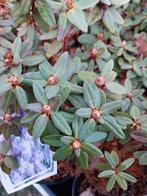 Restpartij dwerg rhododendron 20-30 cm hoog, Ophalen, Overige soorten, Halfschaduw