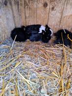 Hollander konijnen, Meerdere dieren, Middelgroot, 0 tot 2 jaar