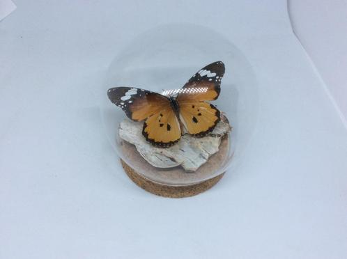 vlinder in stolp Danaus chrisippus, Verzamelen, Dierenverzamelingen, Nieuw, Opgezet dier, Overige soorten, Ophalen of Verzenden