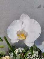 Orchidee zaad pod voor iemand die weet hoe het moet :), Ophalen of Verzenden, Gehele jaar, Halfschaduw, Zaad